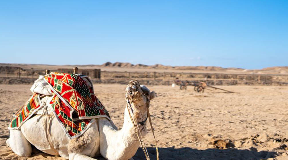 اجمل رحلات وانشطه فى مرسى علم