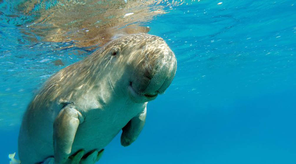 اجمل رحلات وانشطه فى مرسى علم