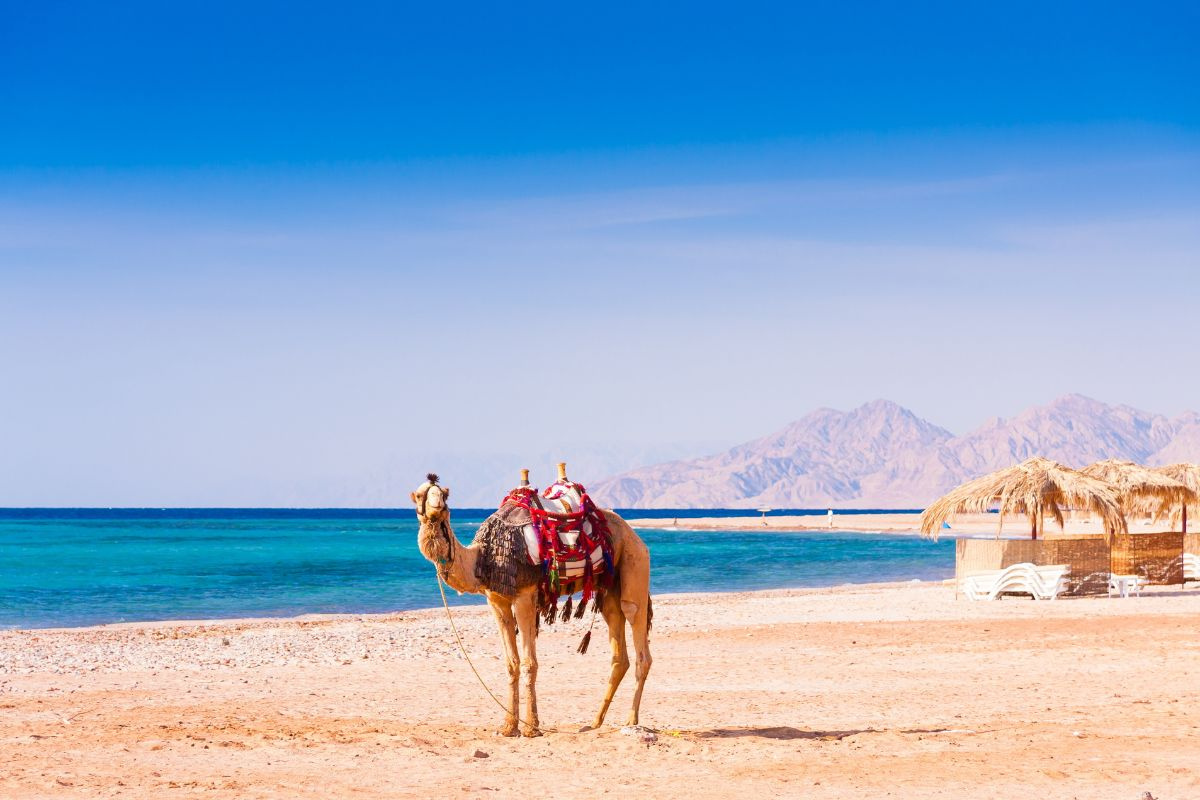 13 Day tour package Cairo and Sharm el Sheikh 13 Day tour package Cairo and Sharm el Sheikh
