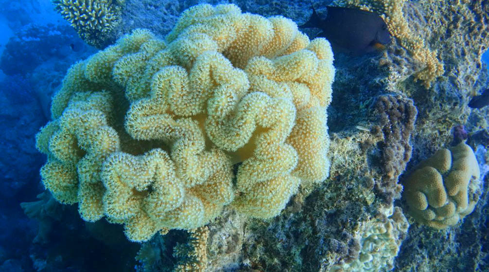 2 Day Tour to Luxor from Marsa Alam