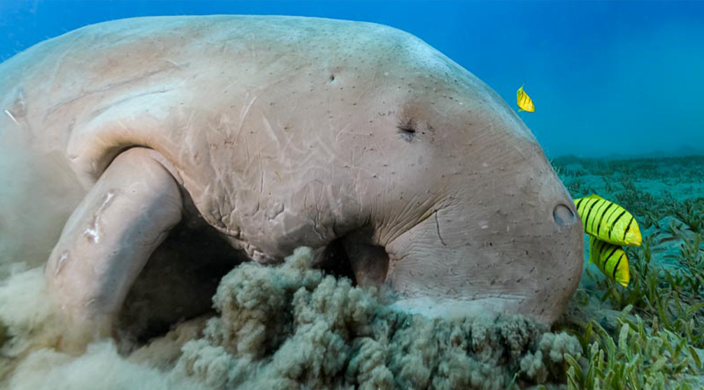 Abu Dabbab Dugong Snorkeling Trip from Sahl Hasheesh