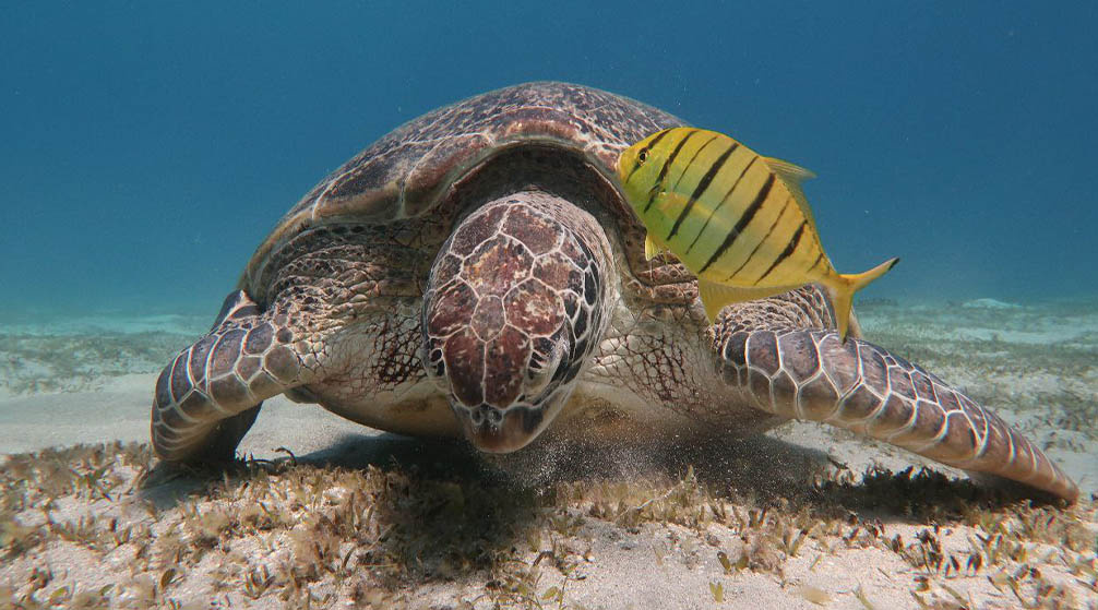 Day Trip to Luxor from Port Ghalib