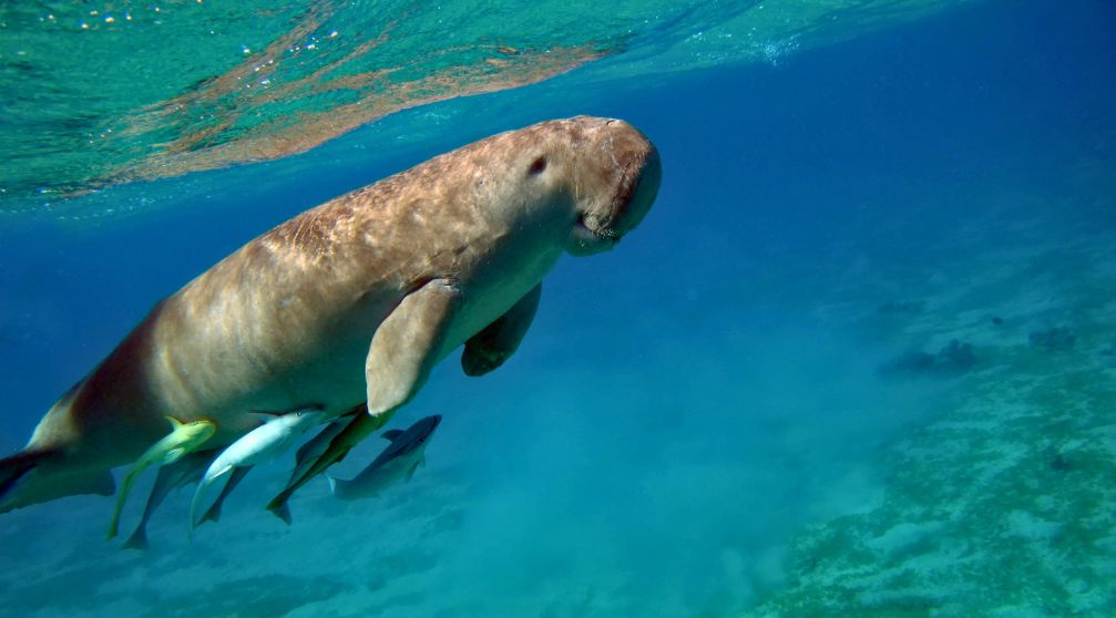 Find the Dugong in Marsa Alam by Speed Boat