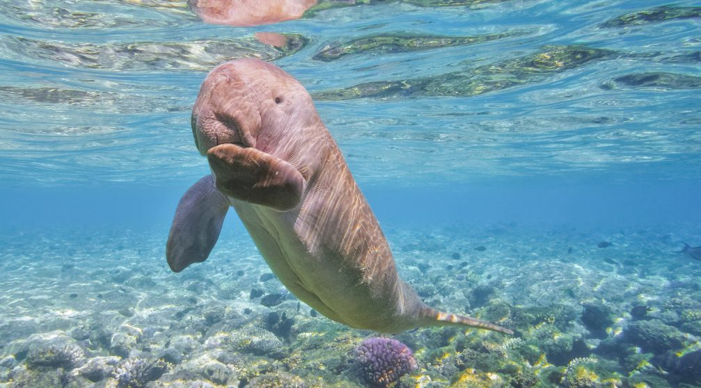 Marsa Alam airport Transfers Marsa Alam airport Transfers