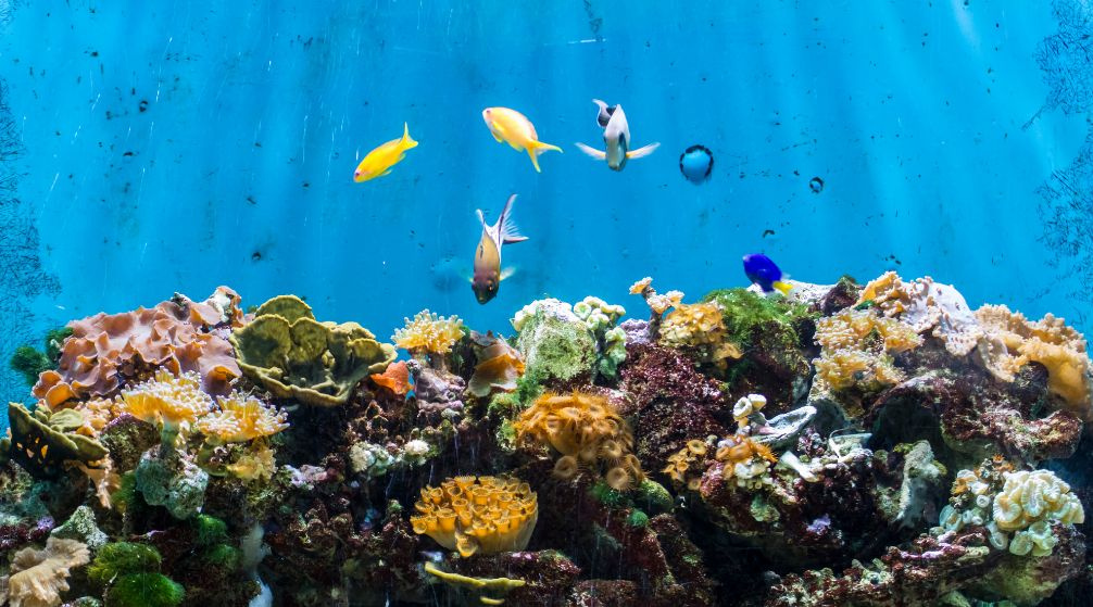 Marsa Mubarak Diving tour from Port Ghalib