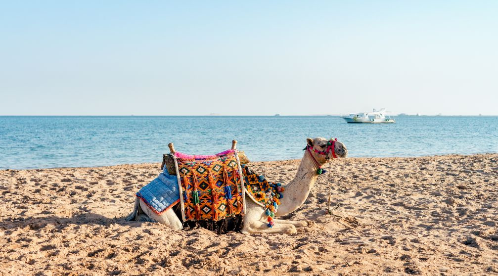 Safaga Shore Excursions