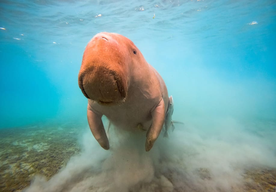 Search for the Dugong in Marsa Alam by Speed Boat