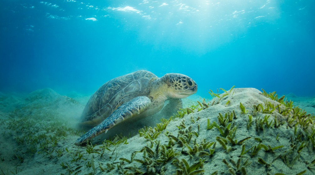 Shaab Samadai Snorkeling trip from El Quseir