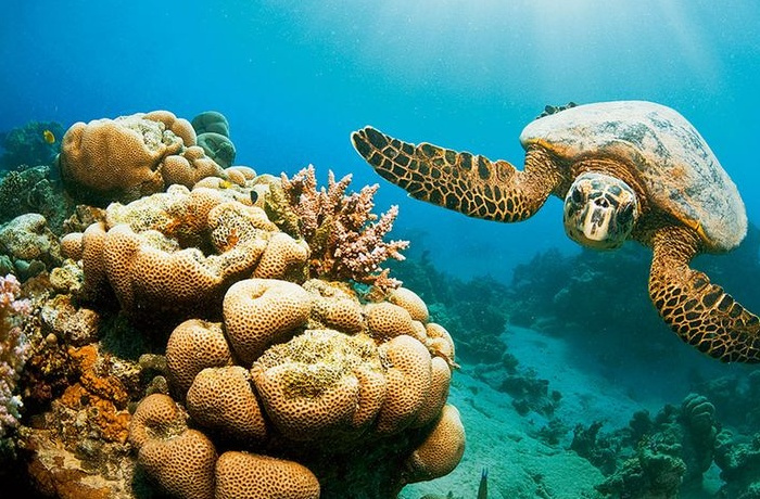 Snorkeling Trips From El Quseir