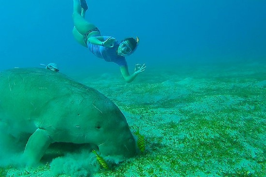 Snorkeling Trips From El Quseir