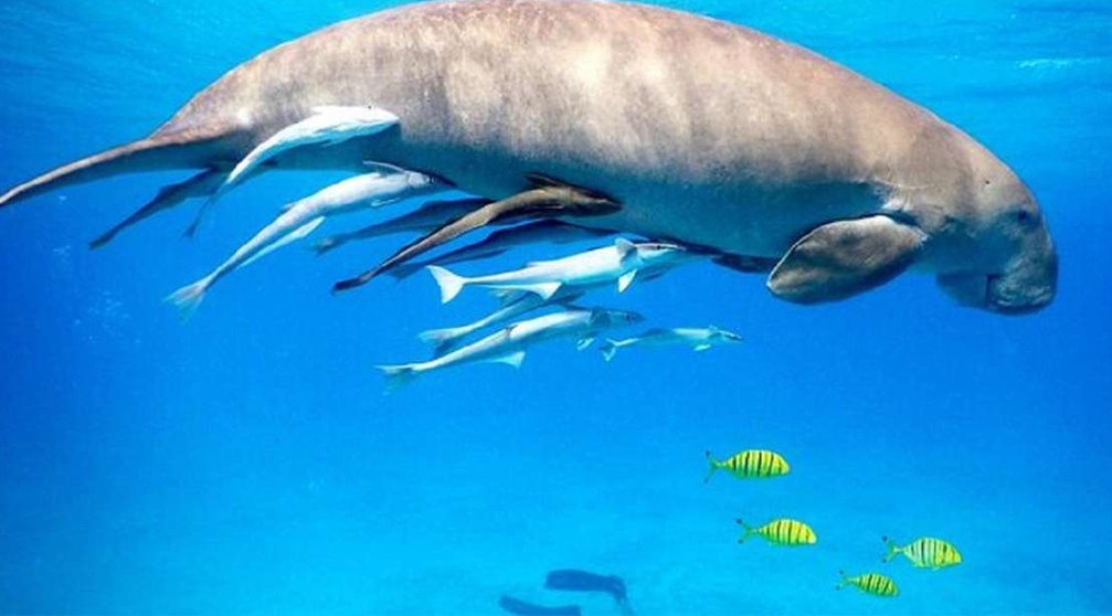 Abu Dabbab Dugong Schnorchelausflug ab Soma Bay