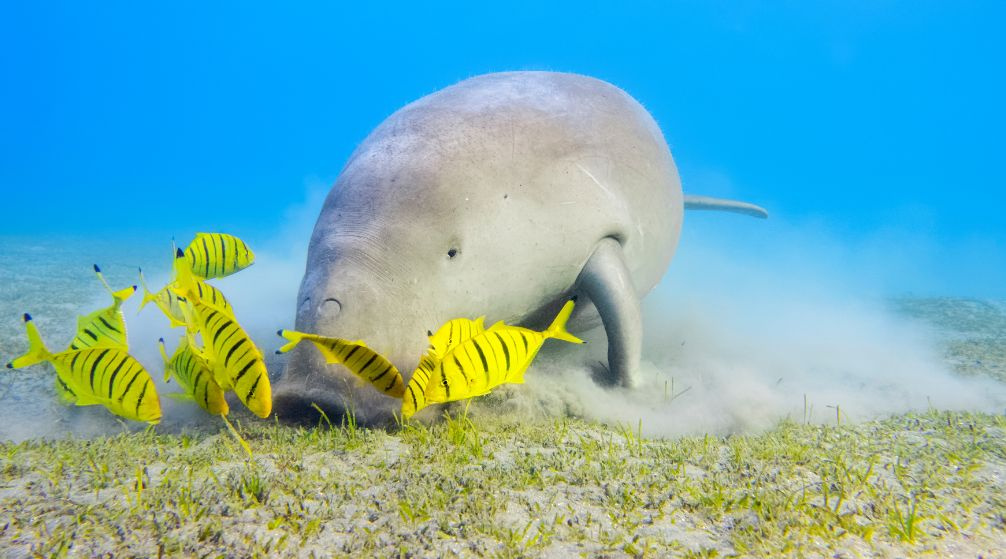 Finden Sie den Dugong in Marsa Alam mit dem Schnellboot