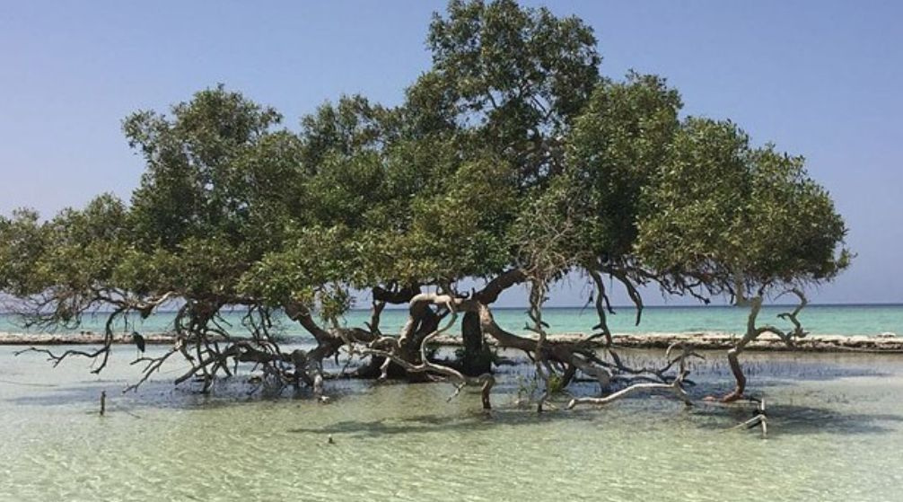 Schnorchelausflug nach Sharm el Lulli und Wadi El Qulaan von Marsa Alam