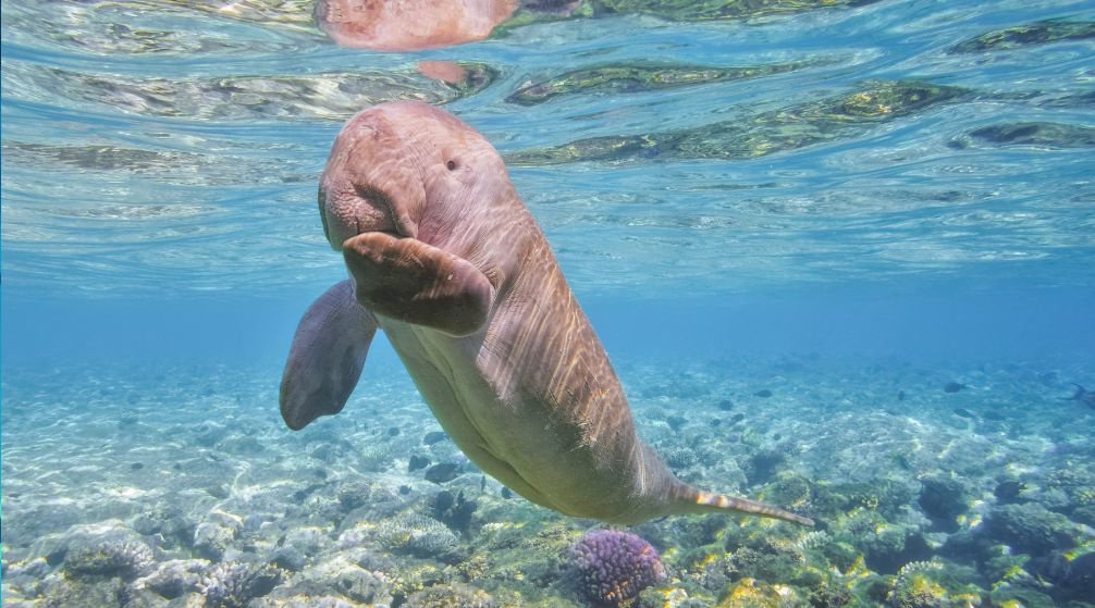 Schnorchelausflug zum Abu Dabbab Dugong ab El Quseir