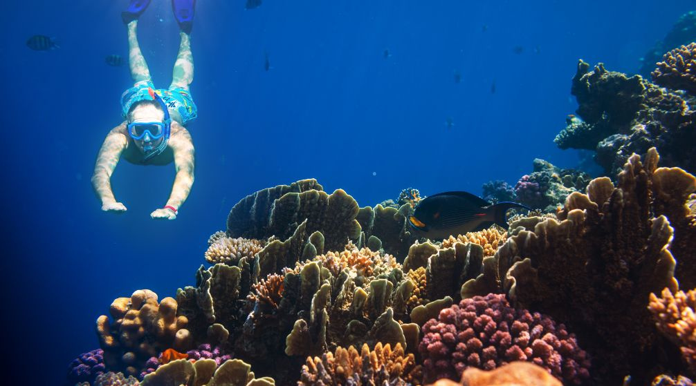 Schnorchelausflug zum Abu Dabbab Dugong ab El Quseir