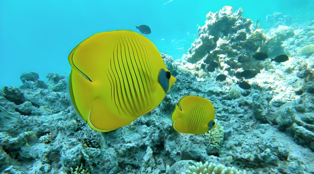 Schnorchelausflug zum Delfinhaus von Sahl Hasheesh