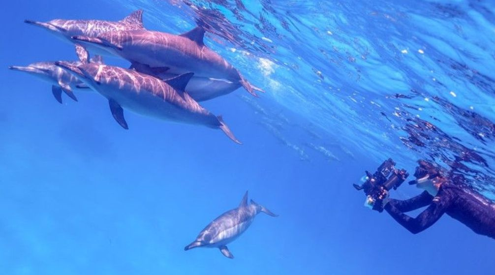 Schnorchelausflug zum Sataya Dolphin Reef ab Marsa Alam