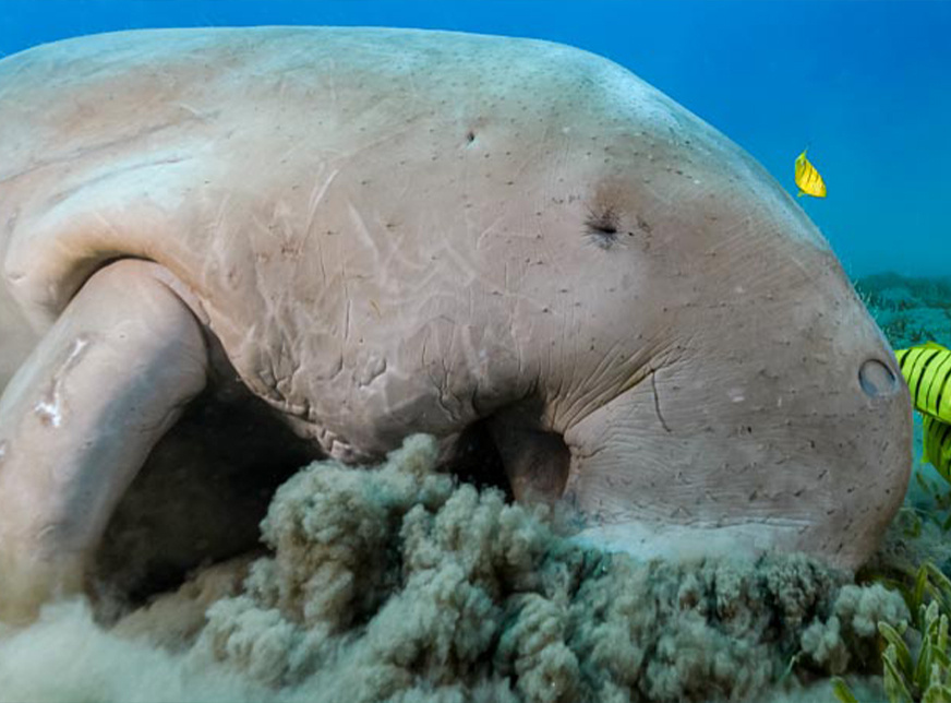 Abu Dabbab Dugong Schnorchelausflug von Sahl Hasheesh
