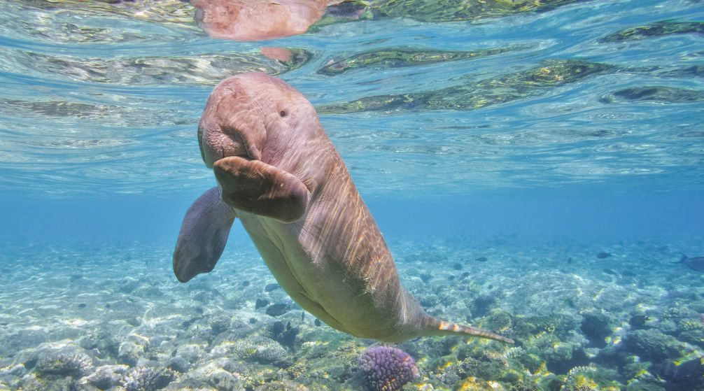 Tour de buceo a Marsa Mubarak desde Port Ghalib