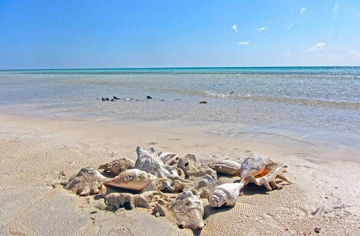 Tour de snorkel de medio día en Sharm El Luli desde Marsa Alam