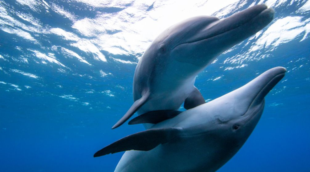 Tour de snorkel desde Port Ghalib a las islas Hamata