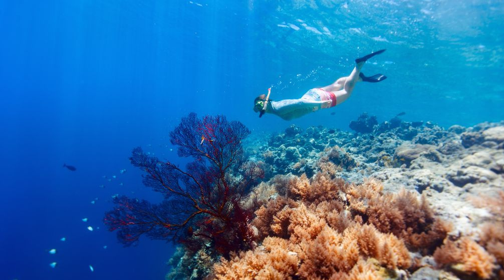 Tour de snorkel en Marsa Mubarak desde Port Ghalib