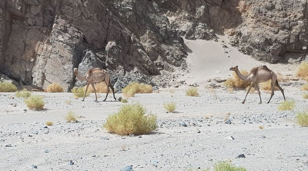 Viaje privado a wadi El Gemal desde Port Ghalib