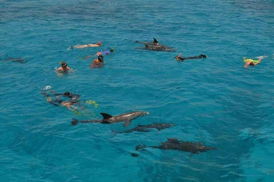 Tour de snorkel en Shaab Samadai desde Marsa Alam