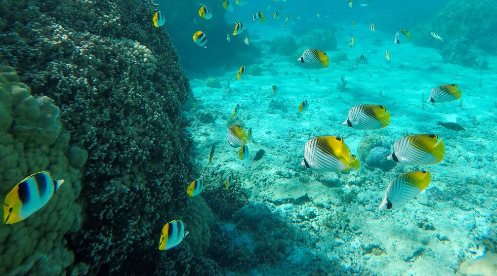 Excursion en bateau privé vers lîle de Hamata depuis Marsa Alam