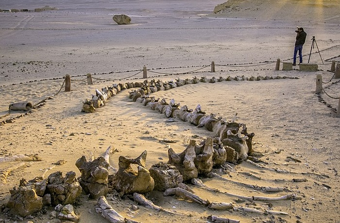 Excursions au Fayoum depuis le Caire Excursions au Fayoum depuis le Caire