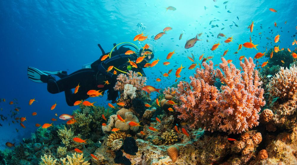 Marsa Moubarak Plongée au départ de Marsa Alam