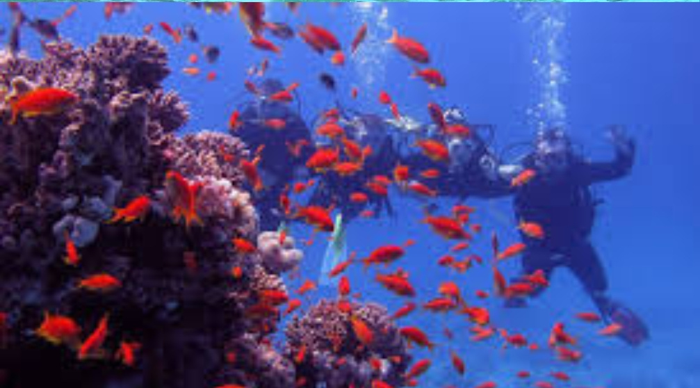 Plongée avec tuba sur l'île de Mahmya à Hurghada Plongée avec tuba sur lîle de Mahmya à Hurghada