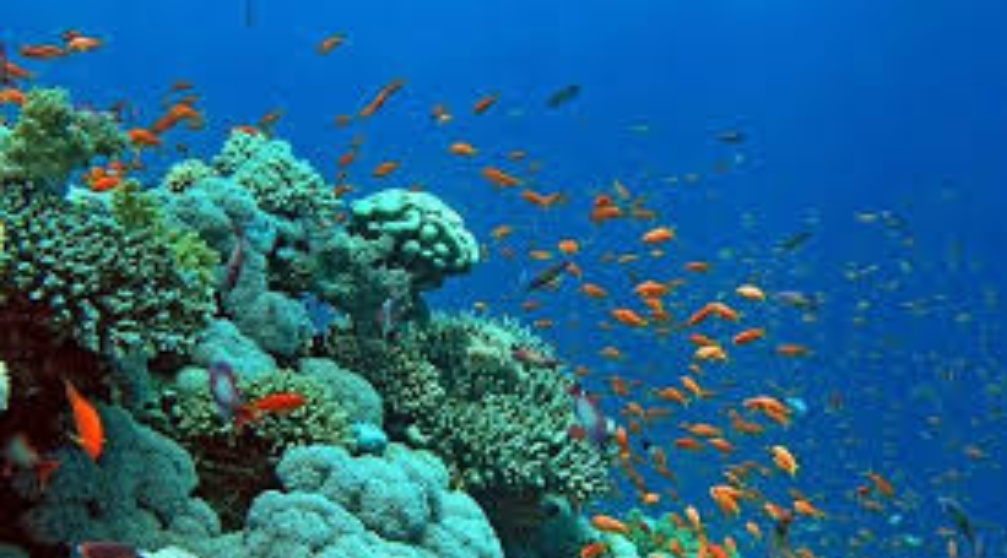 Plongée avec tuba sur l'île de Mahmya à Hurghada Plongée avec tuba sur lîle de Mahmya à Hurghada