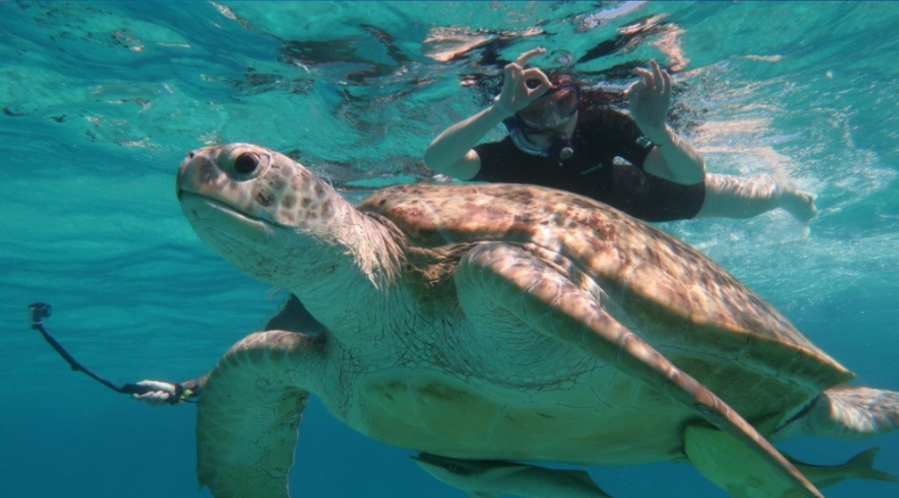 Plongée avec tuba sur l'île de Mahmya à Hurghada Plongée avec tuba sur lîle de Mahmya à Hurghada