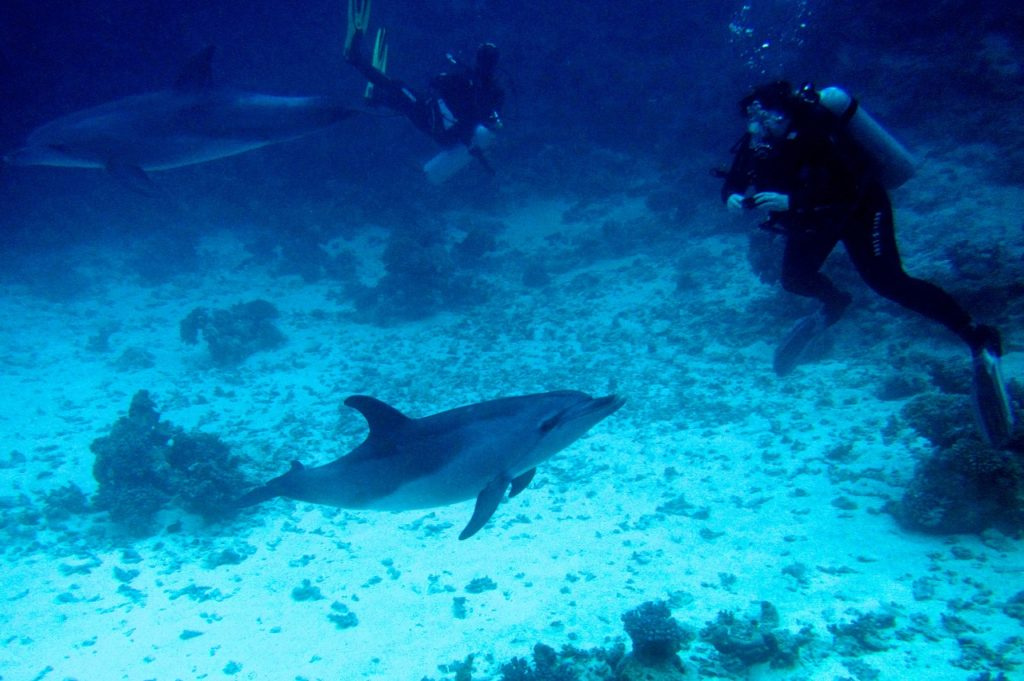Sortie plongée au Shaab Samadai depuis Marsa Alam