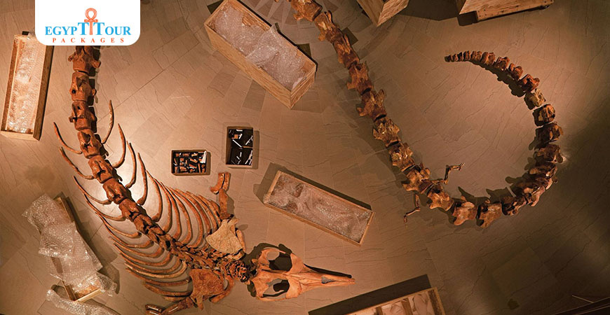 Wadi Al-Hitan (Whale Valley) | Egypt Tour Packages 