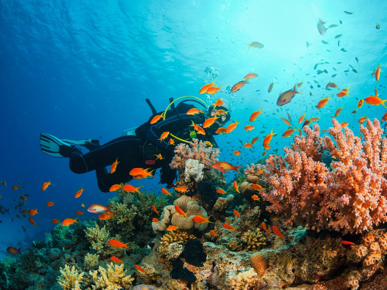 Diving Tour from Marsa Alam to Marsa Mubarak