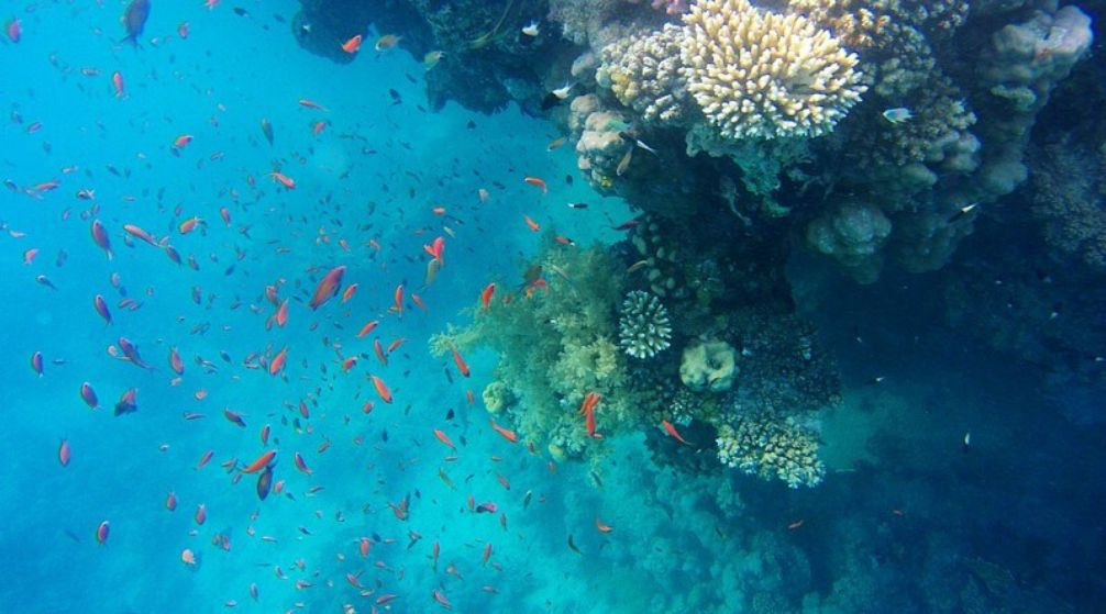 Escursione di snorkeling a Sharm el Lulli e wadi El Qulaan da Marsa Alam