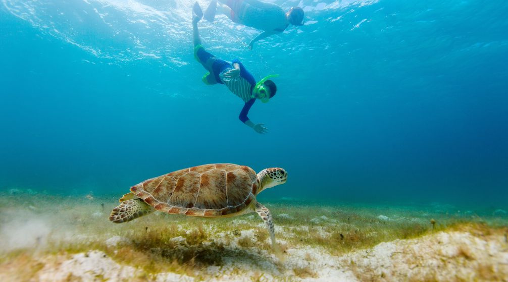 Escursione di snorkeling ad Abu Dabab da Marsa Alam Escursione di snorkeling ad Abu Dabab da Marsa Alam