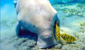 Escursioni di snorkeling da Marsa Alam