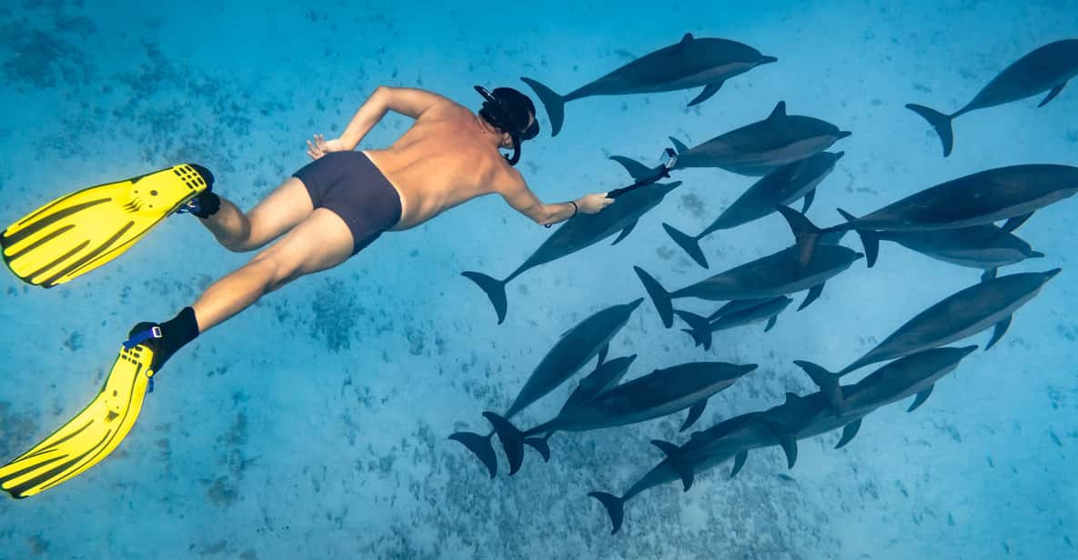 Sataya Reefs Crociera di snorkeling con delfini e pranzo da Marsa Alam