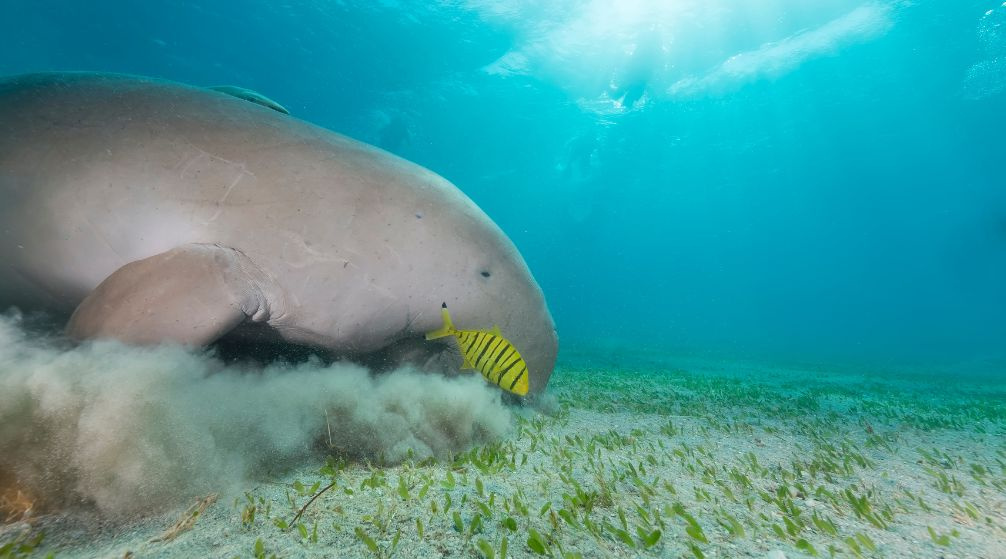 Abu Dabbab Dugong snorkeltrip vanuit El Quseir