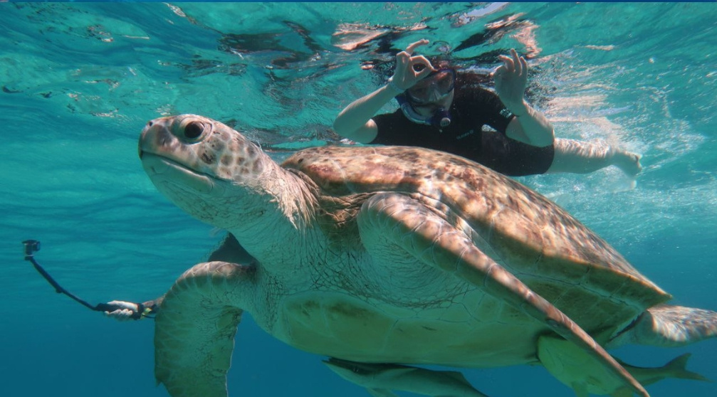 Duiken Dagtrip vanuit Hurghada