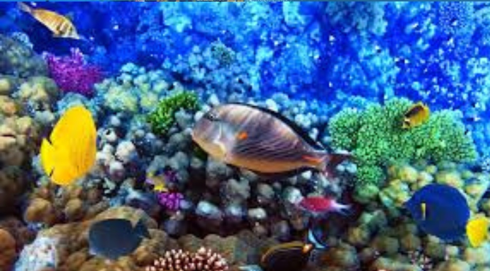 Duiken Dagtrip vanuit Hurghada