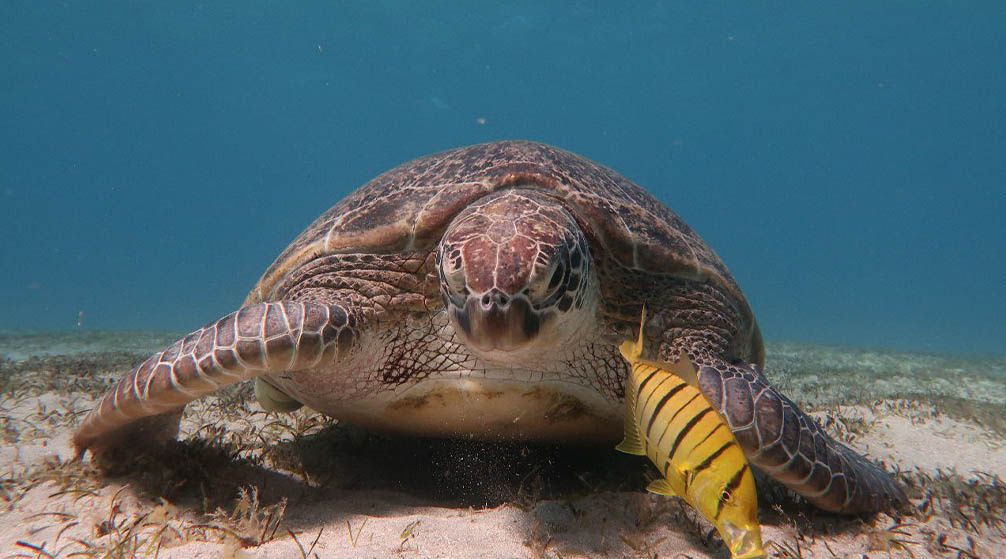 Excursie naar Caïro vanuit Marsa Alam per vliegtuig